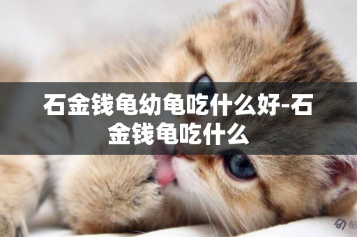 石金錢龜幼龜吃什么好-石金錢龜吃什么