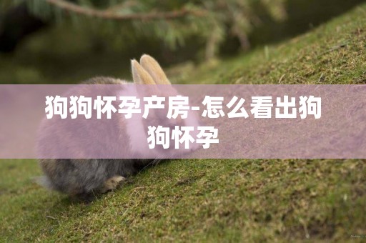 狗狗懷孕產房-怎么看出狗狗懷孕