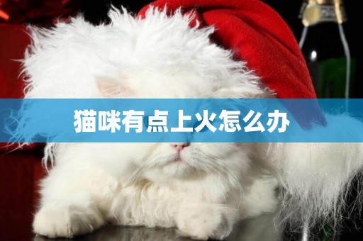 貓咪有點上火怎么辦