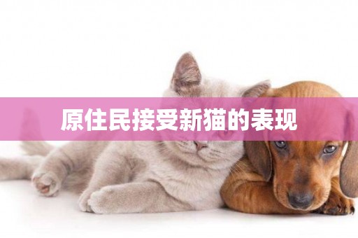 原住民接受新貓的表現