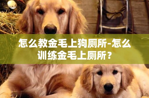 怎么教金毛上狗廁所-怎么訓練金毛上廁所？