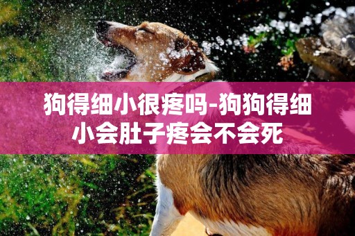 狗得細小很疼嗎-狗狗得細小會肚子疼會不會死