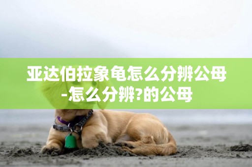 亞達伯拉象龜怎么分辨公母-怎么分辨?的公母