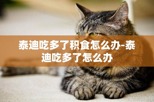 泰迪吃多了積食怎么辦-泰迪吃多了怎么辦