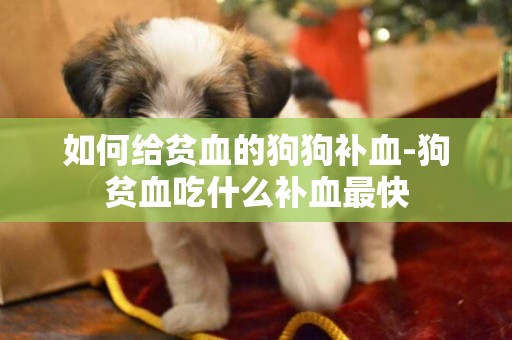 如何給貧血的狗狗補血-狗貧血吃什么補血最快