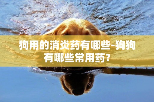 狗用的消炎藥有哪些-狗狗有哪些常用藥？