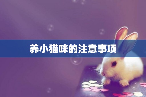 養小貓咪的注意事項