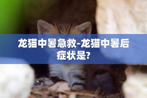 龍貓中暑急救-龍貓中暑后癥狀是?
