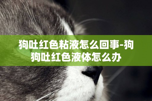 狗吐紅色粘液怎么回事-狗狗吐紅色液體怎么辦