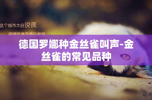 德國羅娜種金絲雀叫聲-金絲雀的常見品種