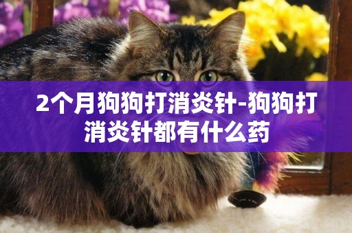 2個月狗狗打消炎針-狗狗打消炎針都有什么藥