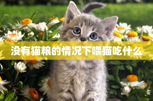沒有貓糧的情況下喂貓吃什么