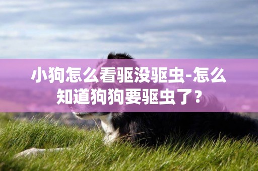 小狗怎么看驅沒驅蟲-怎么知道狗狗要驅蟲了？
