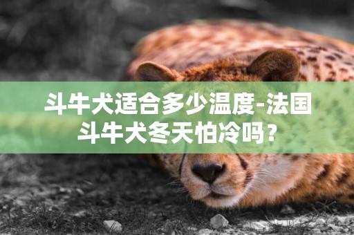 斗牛犬適合多少溫度-法國斗牛犬冬天怕冷嗎？