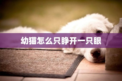 幼貓怎么只睜開一只眼