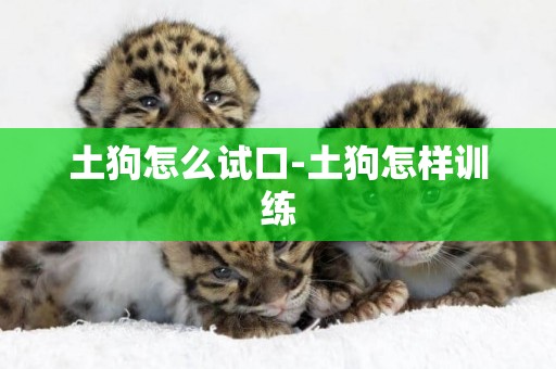 土狗怎么試口-土狗怎樣訓練