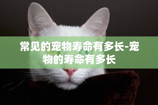 常見的寵物壽命有多長-寵物的壽命有多長