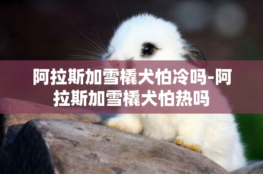 阿拉斯加雪橇犬怕冷嗎-阿拉斯加雪橇犬怕熱嗎