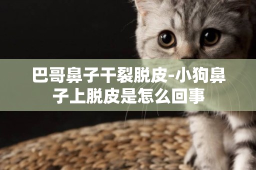 巴哥鼻子干裂脫皮-小狗鼻子上脫皮是怎么回事