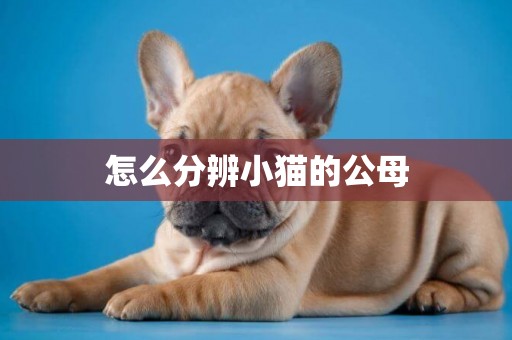 怎么分辨小貓的公母