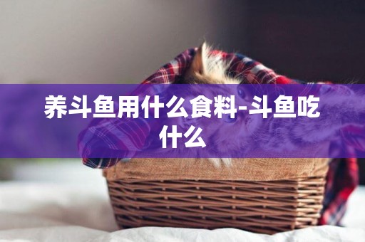 養斗魚用什么食料-斗魚吃什么