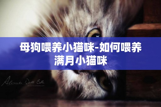 母狗喂養小貓咪-如何喂養滿月小貓咪