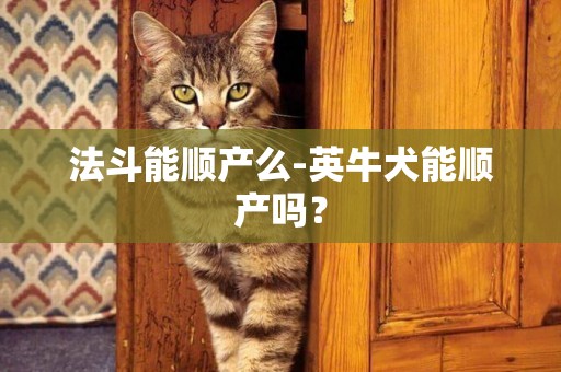 法斗能順產么-英牛犬能順產嗎？