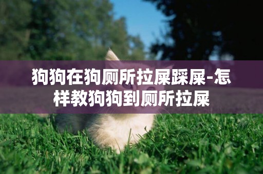 狗狗在狗廁所拉屎踩屎-怎樣教狗狗到廁所拉屎