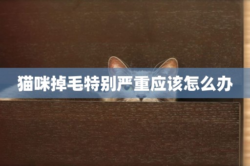 貓咪掉毛特別嚴重應該怎么辦