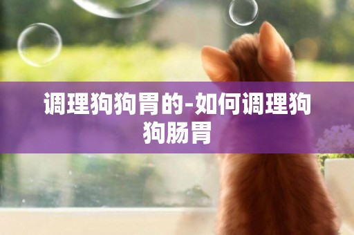 調理狗狗胃的-如何調理狗狗腸胃