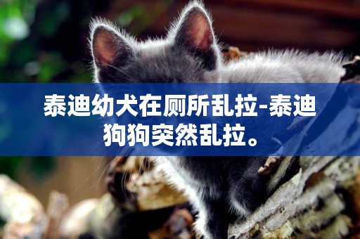 泰迪幼犬在廁所亂拉-泰迪狗狗突然亂拉。