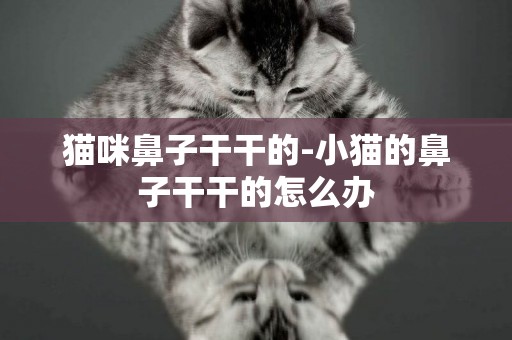 貓咪鼻子干干的-小貓的鼻子干干的怎么辦