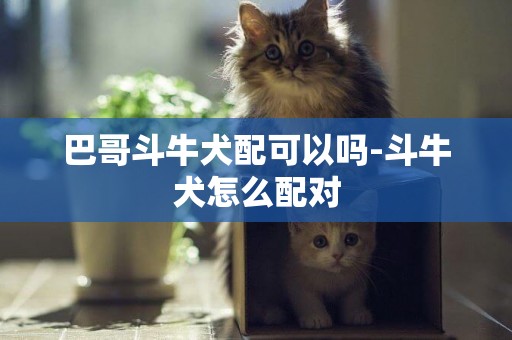 巴哥斗牛犬配可以嗎-斗牛犬怎么配對
