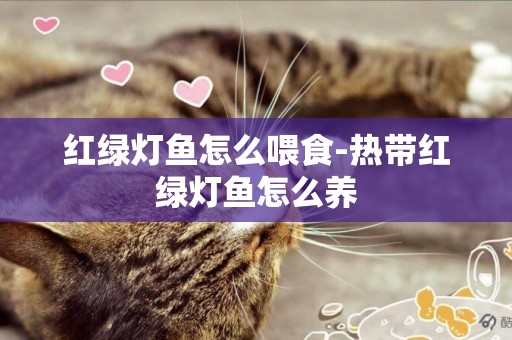紅綠燈魚怎么喂食-熱帶紅綠燈魚怎么養