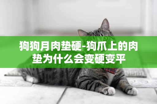狗狗月肉墊硬-狗爪上的肉墊為什么會變硬變平
