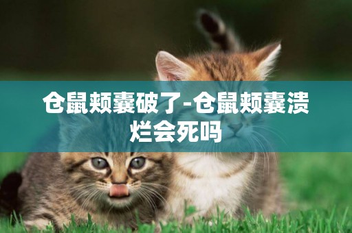 倉鼠頰囊破了-倉鼠頰囊潰爛會死嗎