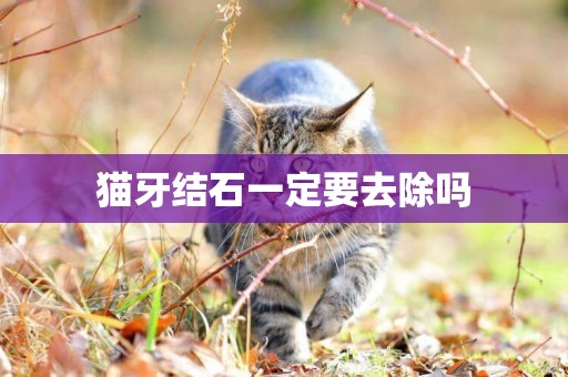 貓牙結石一定要去除嗎