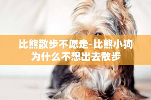 比熊散步不愿走-比熊小狗為什么不想出去散步