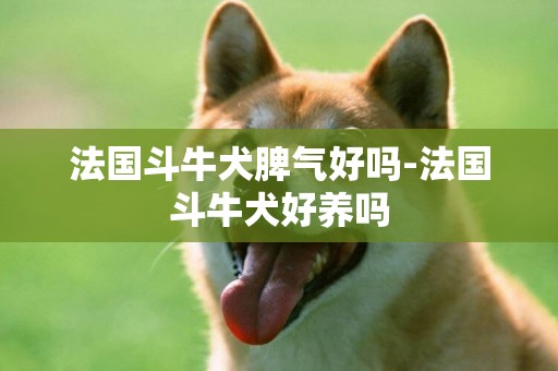 法國斗牛犬脾氣好嗎-法國斗牛犬好養嗎