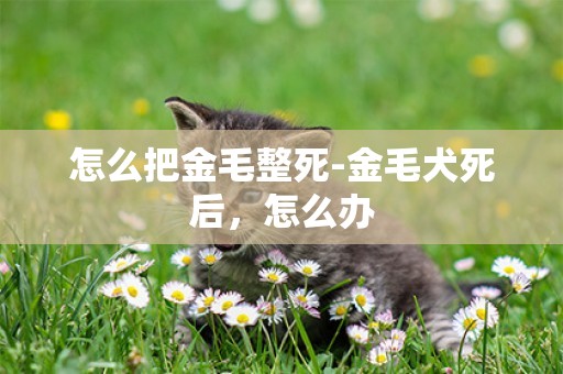 怎么把金毛整死-金毛犬死后，怎么辦