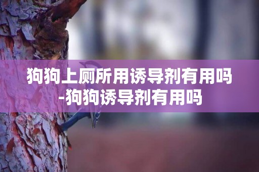 狗狗上廁所用誘導劑有用嗎-狗狗誘導劑有用嗎