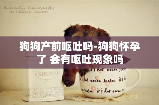 狗狗產前嘔吐嗎-狗狗懷孕了 會有嘔吐現象嗎