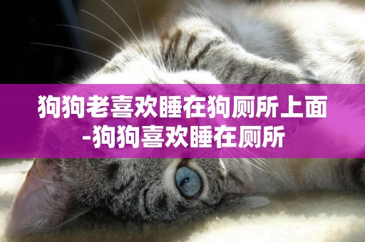 狗狗老喜歡睡在狗廁所上面-狗狗喜歡睡在廁所