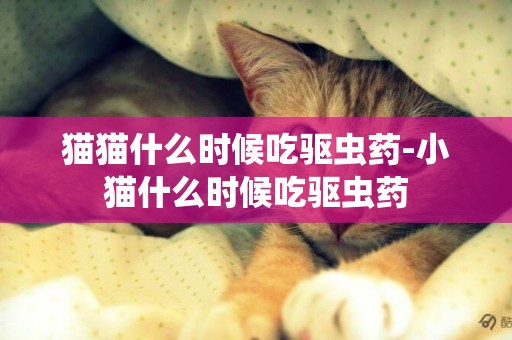貓貓什么時候吃驅蟲藥-小貓什么時候吃驅蟲藥