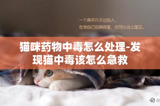 貓咪藥物中毒怎么處理-發現貓中毒該怎么急救