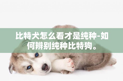 比特犬怎么看才是純種-如何辨別純種比特狗。