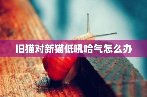 舊貓對新貓低吼哈氣怎么辦