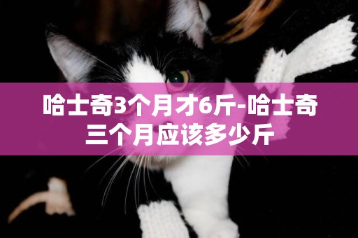 哈士奇3個月才6斤-哈士奇三個月應該多少斤