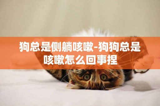 狗總是側躺咳嗽-狗狗總是咳嗽怎么回事捏