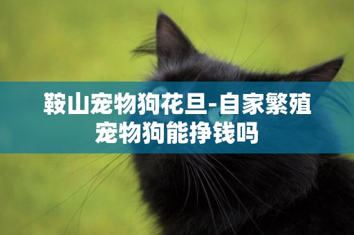 鞍山寵物狗花旦-自家繁殖寵物狗能掙錢嗎